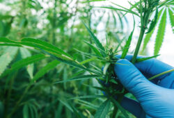 10 Amazing Massachusetts Recreational Dispensaries to Check Out