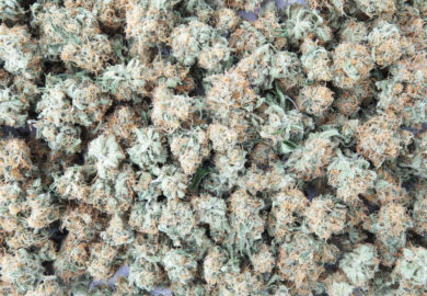 Looking for the Highest THC Strain? The Most Potent Strains You Can Find in Massachusetts