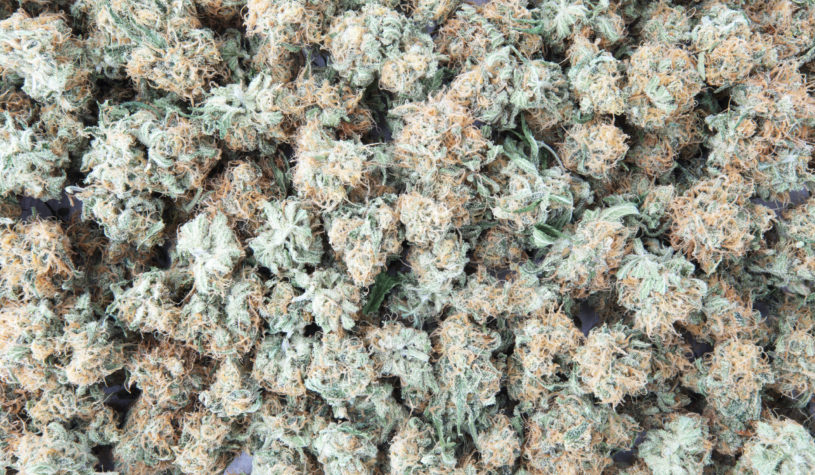 Looking for the Highest THC Strain? The Most Potent Strains You Can Find in Massachusetts