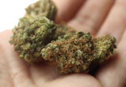 Everything You Need to Know About Finding the Best Medical Marijuana Strain in New Jersey